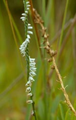 Southern Slender Ladies'-tresses