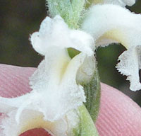 Close-up Spiranthes ochroleuca 