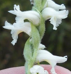 Flower head of Spiranthes ochroleuca 