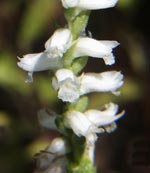 Nodding Ladies'-tresses
