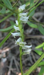 Northern Slender Ladies'-tresses