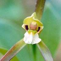 Large Whorled Pogonia Plant