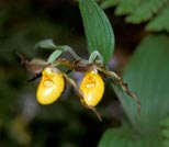 Small Yellow Lady's-slipper