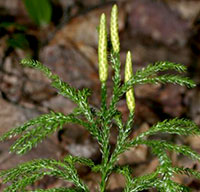 Hickey's Tree Clubmoss