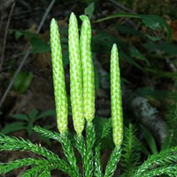 Flat-branched Clubmoss or Prince's Pine