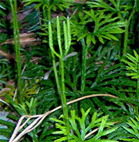 Creeping Jenny or Southern Ground Cedar