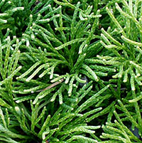 Blue or Wiry Ground Cedar