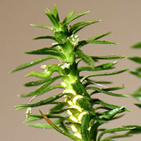 Shining Club Moss close up