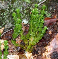 Shining Club Moss