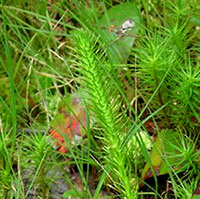 Fox-tail Clubmoss