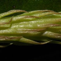 Apressed or Bog Clubmoss