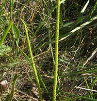 Appressed or Bog Clubmoss