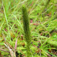 Northern Bog Clubmoss close-up
