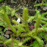 Northern Bog Clubmoss