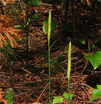 One-cone Clubmoss