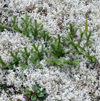 Staghorn Clubmoss