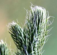 Staghorn Clubmoss close-up