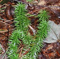 Bristly or Stiff Clubmoss