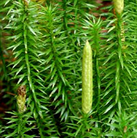Bristly or Stiff Clubmoss fruiting bodies