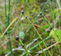 Variegated Horsetail