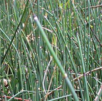 Smooth Scouring Rush