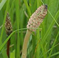 Common Horsetail fruiting body