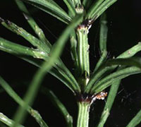 Common Horsetail close-up