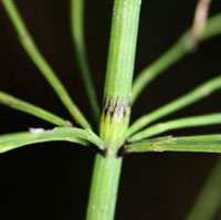 Water Horsetail