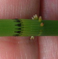 Water Horsetail close-up of stem