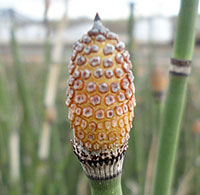 Smooth Scouring Rush close-up