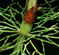 Woodland Horsetail close-up