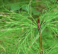 Woodland Horsetail