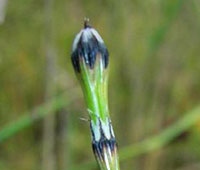 Close up Variegated Horsetail