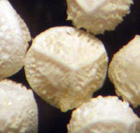 Lake  Quillwort megaspores