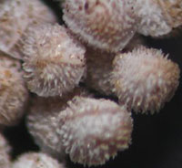 Megaspores of Isoetes echinospora