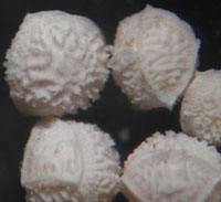 River or Shore Quillwort close-up of megaspores