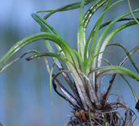 Comparison of Isoetes echinospora (left) and I. tuckermanii (right).