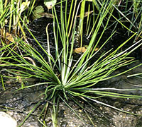 Engelmann's Quillwort