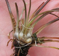Lake  Quillwort