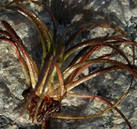 Lake  Quillwort