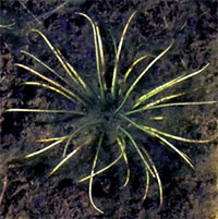Pointed or Spiny-spored Quillwort