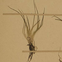 Herbarium speciment of Isoetes echinospora 