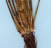 River or Shore Quillwort