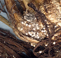 River or Shore Quillwort showing megaspores