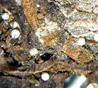 Tuckerman's Quillwort showing megaspores