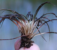 Tuckerman's Quillwort