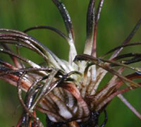 Tuckerman's Quillwort