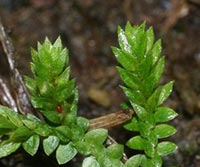 Meadow Spike-moss