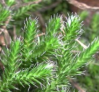 Northern Spike-moss