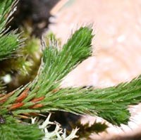 Northern Spike-moss with penny